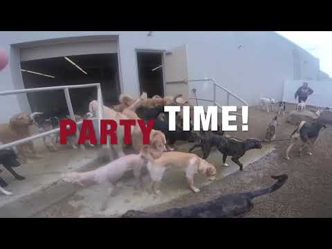 Lion…. We Mean Dog Jungle Birthday Party!
