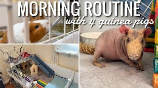 MORNING ROUTINE WITH 4 GUINEA PIGS