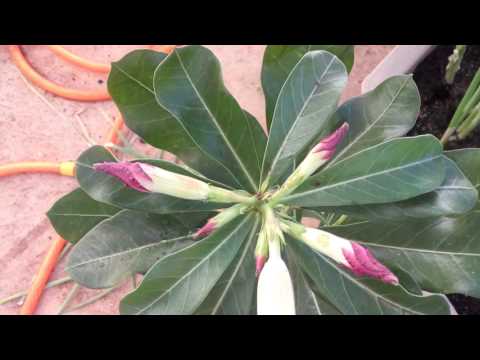 Rosa do deserto cor uva