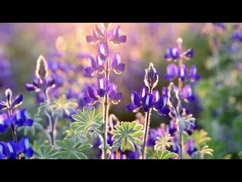 Geta Lazar - Ce Putere!