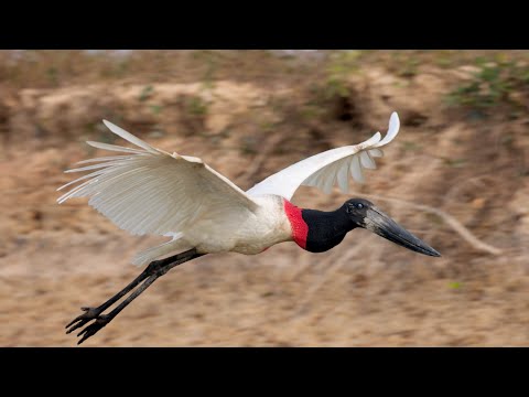 Brazil Photo Tour 2022 – Pantanal Moments and Rewinds – Cuties 3