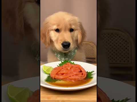 ASMR Good salmon, calm puppy, simple happiness.