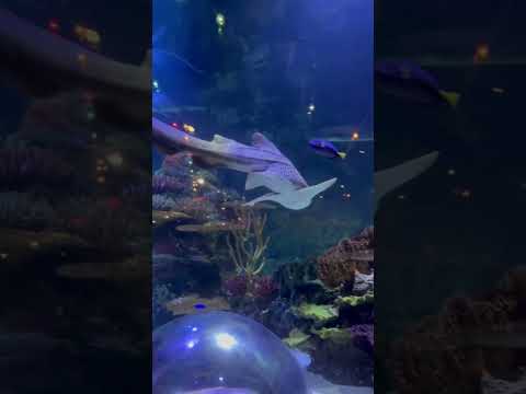 🦈swim so beautifully #￼ Waikiki aquarium follow for more