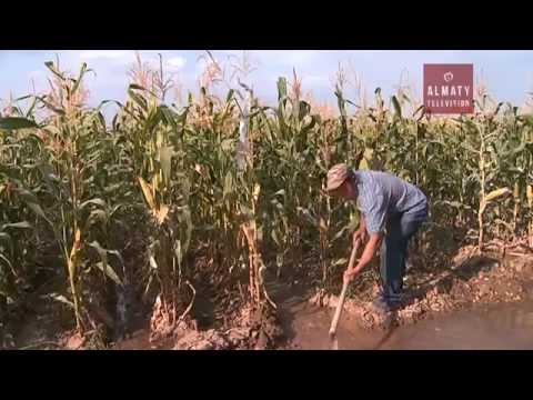 Казахстанские учёные научились выращивать кукурузу без полива (09.09.16)