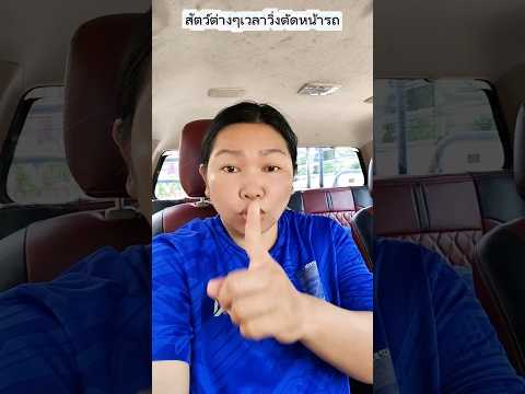 สัตว์ต่างๆเวลาวิ่งตัดหน้ารถ #funny #การแสดงเท่านั้น #บังเอิญเจอ #comedy