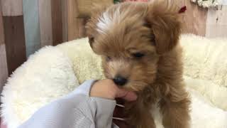 ハーフ犬の動画01