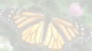 AN ENGLISH COUNTRY GARDEN