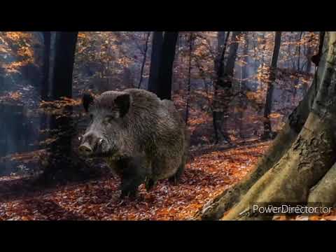 batuda del senglar a la riera.