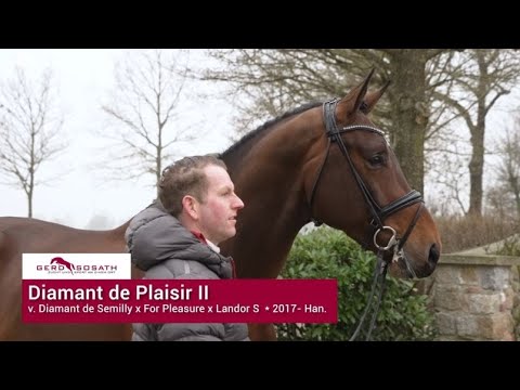 Diamant de Plaisir II *2017 von Diamant de Semilly x For Pleasure | Sosath Hengstschau 2022