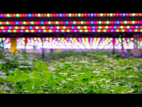 Sådan skal fremtidens mad produceres | Nordea Invest Magasinet