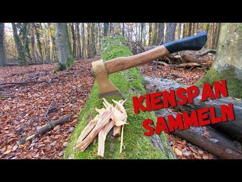 Kienspan sammeln im Wald