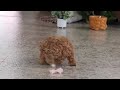 Schnoodle dogs for sale: Willow - Video 1