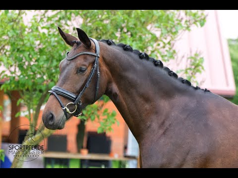 Stute von Fürstenball *2018