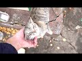 Lonely Cat Meows As If She Was Hungry