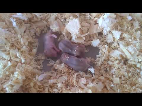 Filhotes de hamster anão Russo com 7 dias