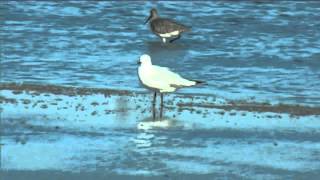 preview picture of video 'New Zealand Birds: Black billed Gull preening'