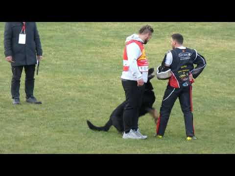 WUSV 2021 DEU 2 -CHRISTIAN MIECK & DARO VON DEN KOSCHIS C 96