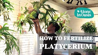 How to Fertilize Platycerium (Staghorn Fern) | In-depth caring guide for growing Platycerium Indoor