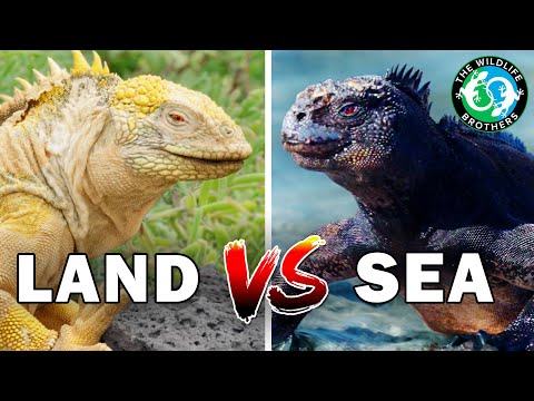 Land VS Marine Iguana: Who's the Better Survivor?