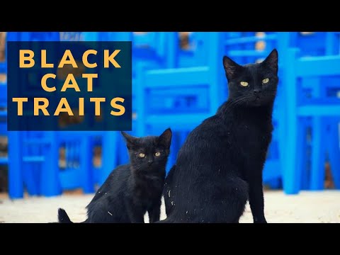 Black cat traits | Cat traits | Cat traits in humans | Cat traits personality | Cat videos 2020