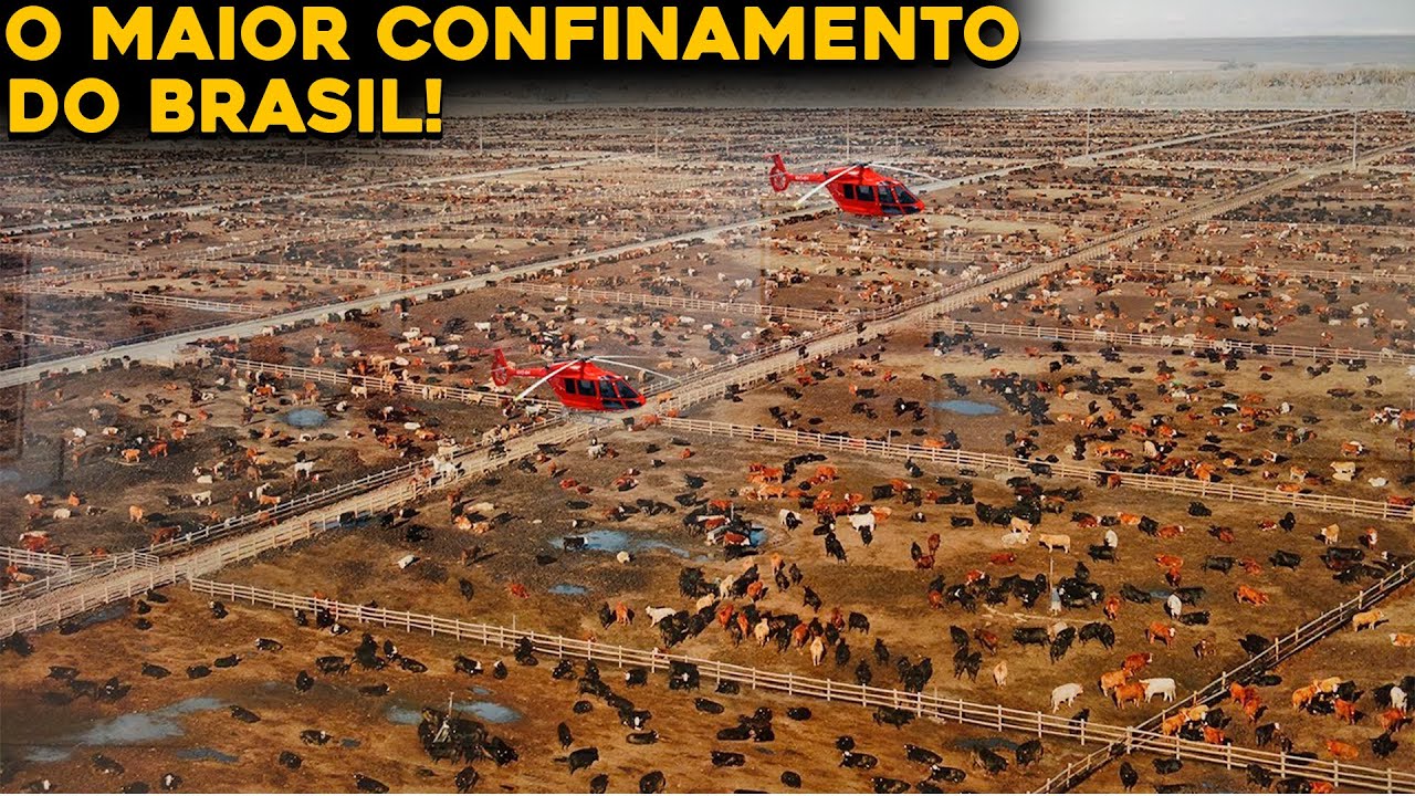 CONHEÇA O MAIOR CONFINAMENTO DE GADO DO BRASIL - INACREDITÁVEL!