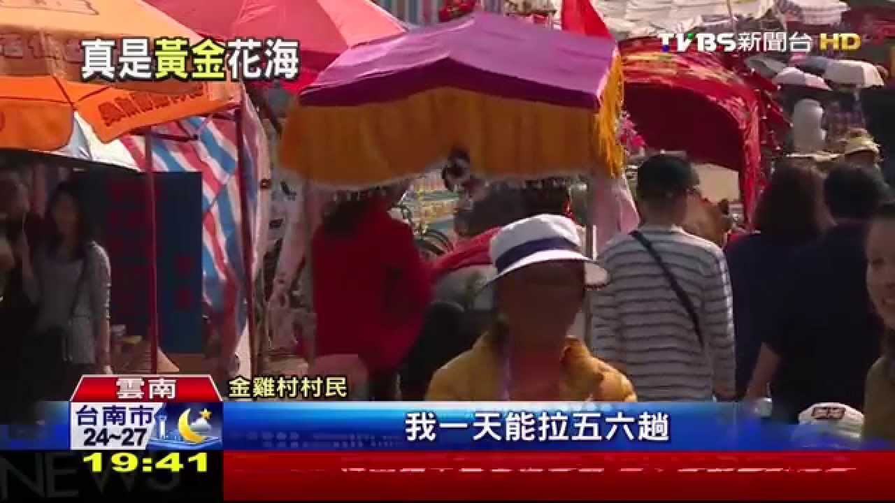 全球最大！雲南油菜花海　年吸客百萬