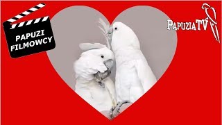 Белые какаду Пуффин и Бальбина - настоящая история любви