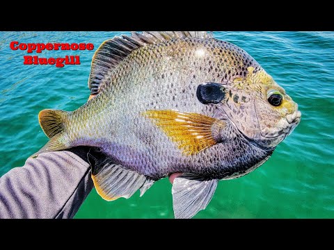 YouTube video about: What fish are in lake perris?