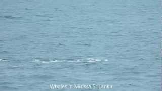 preview picture of video 'Whales in Mirissa, Sri-Lanka Part 1'