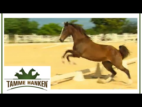 Tamme frees horse: It wasn't allowed to run free for three years! | Tamme Hanken | Kabel Eins