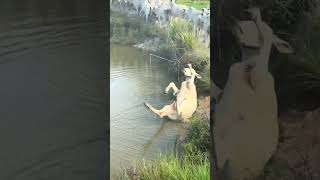 vaca caiu na represa