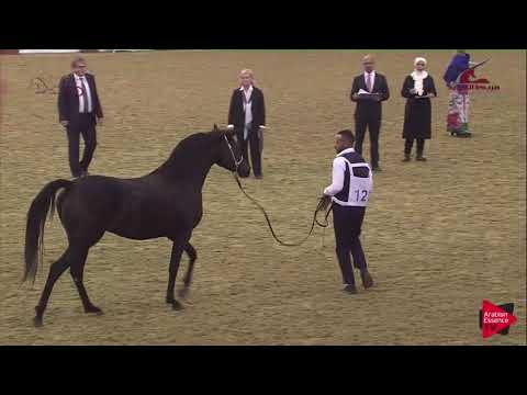 N.121 ANDALUS AL SHAQAB - 2019 Al Shaqab Arabian Horse Show Festival - Mares 4-6  Years Old
