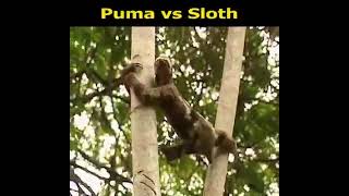 Puma vs Sloth