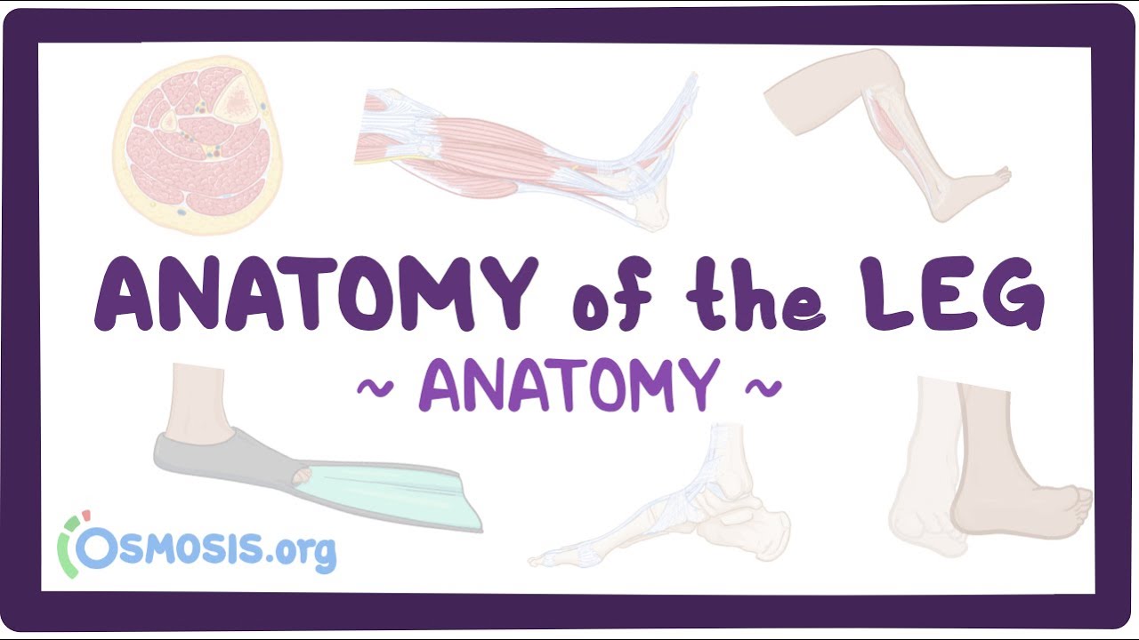 Anatomy of the leg