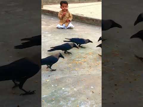 Crow play with baby #crow_tube #animalsounds #birdsounds #crows #crow #crowsounds #birdsbirds