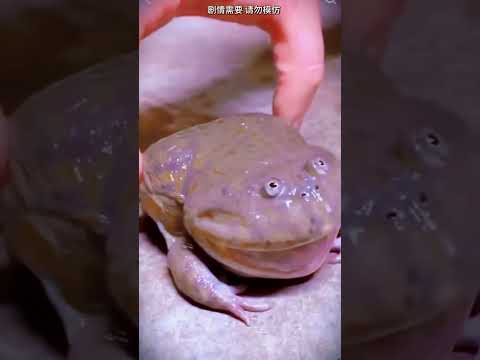 Who will Mr. Joker choose?#clown #couple #shorts