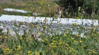 preview picture of video 'Corfu Wildlife May 2008'