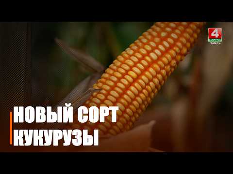 Палескі інстытут раслінаводства прэзентаваў новы гібрыд кукурузы з лінейкі "Вівален" видео