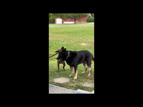Huck, an adoptable Hound Mix in Woburn, MA_image-1