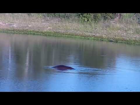Djuma: Hippo getting active - 17:55 - 01/15/2023