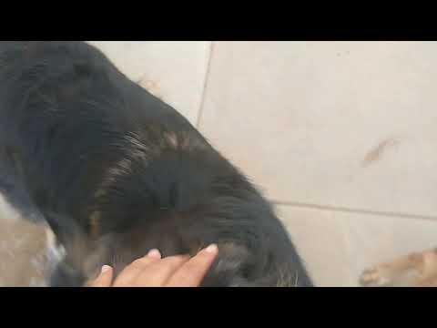 GSD party featuring Otto Henry Ella and Pickles!