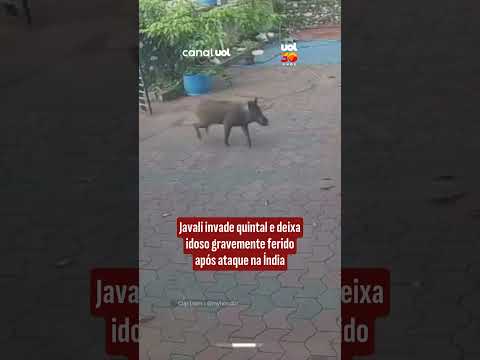 Ataque de javali em residência gera pânico e alerta para invasão de animais selvagens na Índia