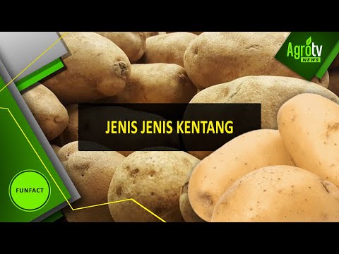 , title : 'JENIS-JENIS KENTANG'