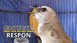 Download lagu kicau trucukan gacor AMPUH ROPEL NGALAS PANJANG,, pandai BIKIN BURUNG TRUCUK GACOR NYAUT EMOSI mp3