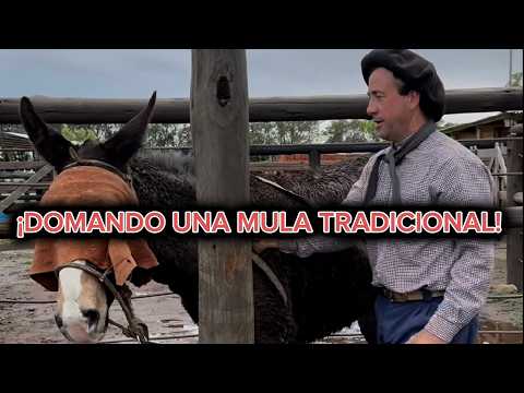 How to Tame a Mule! "CHUCARA" by (Amílcar Unanue) 🇦🇷