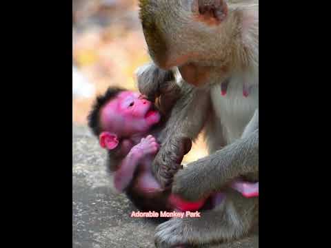 Fantastic Monkey! Mom try to stop milk baby