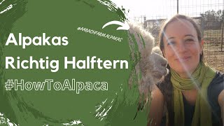 HowToAlpaca - Alpakas richtig halftern - Der erste Schritt zum Training mit Alpakas