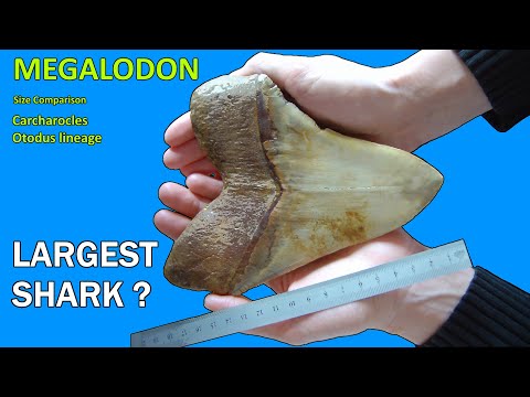 Largest Shark - Megalodon shark lineage - Otodus / Carcharocles - Size Comparison