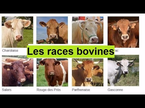 , title : 'les plus belle races bovine dans le monde@vetoszone'