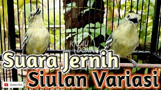 Download lagu Cipoh Gacor ▶️ Suara Jernih Siulan Variasi Burung Sirtu Gacor mp3